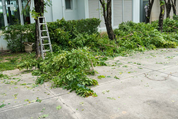 Why Choose Our Tree Removal Services in English Creek, NJ?